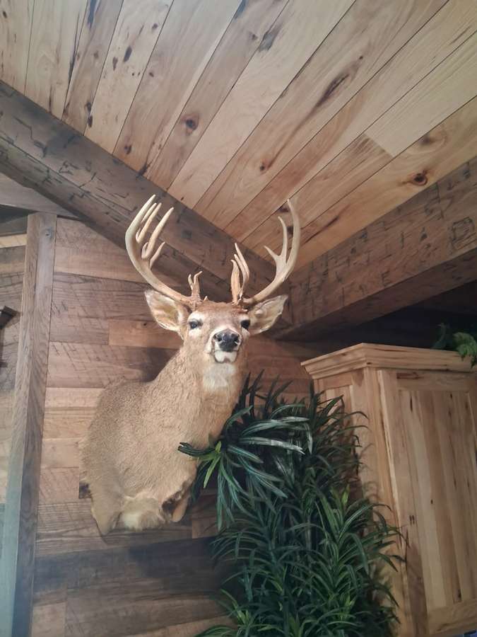 booner junk buck front mount.jpeg